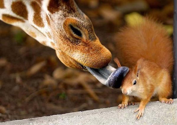 Squirrel being licked by giraffe