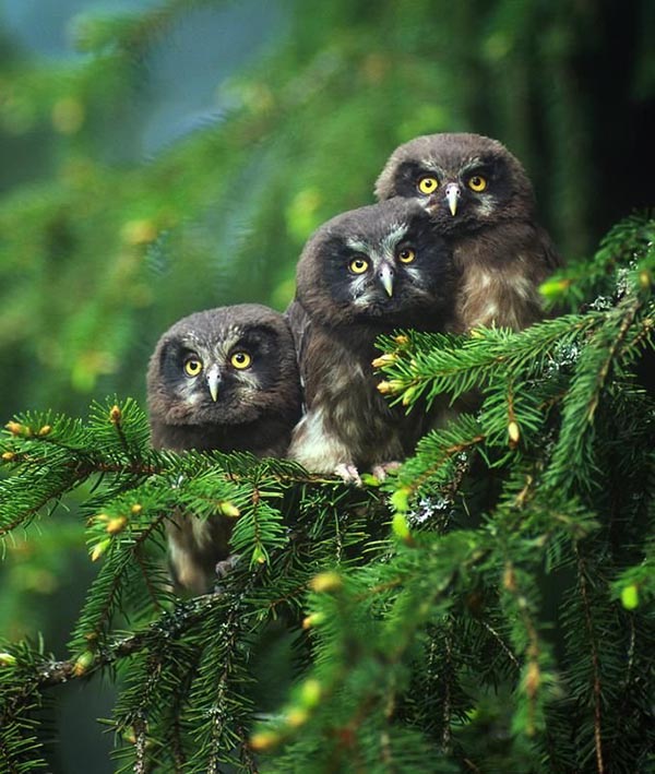 3 old owls on tree