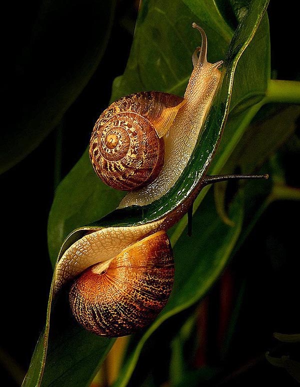 2 sticky snails on 2 sides of leaf
