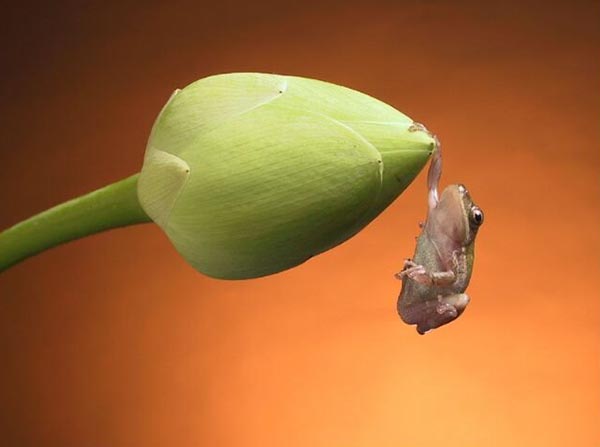 Frog hanging on one hand on flower bud