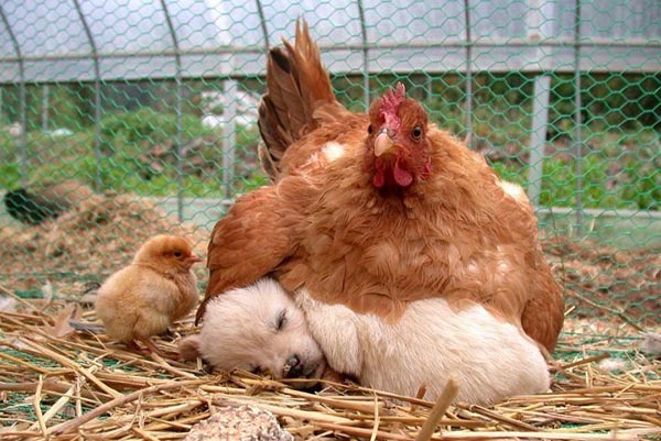 Hen taking care of puppy