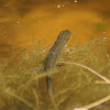 Red-spotted Newt aquatic adult stage