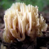 Crown Coral Fungus