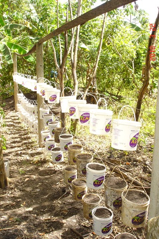 [Prepativo Horta Organica Suspensa 2 22-03-10[2].jpg]