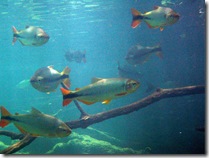 bto_galleria_14g