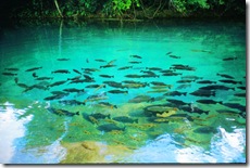 Rio da Prata