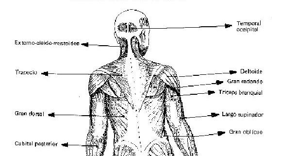 Imagenes De Los Musculos Del Cuerpo Humano Para Colorear relacionadosdeninos.blogspot.com