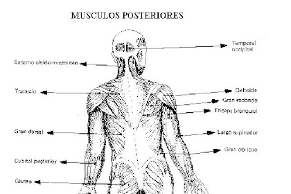 Imagenes De Los Musculos Del Cuerpo Humano Para Niños Para Colorear