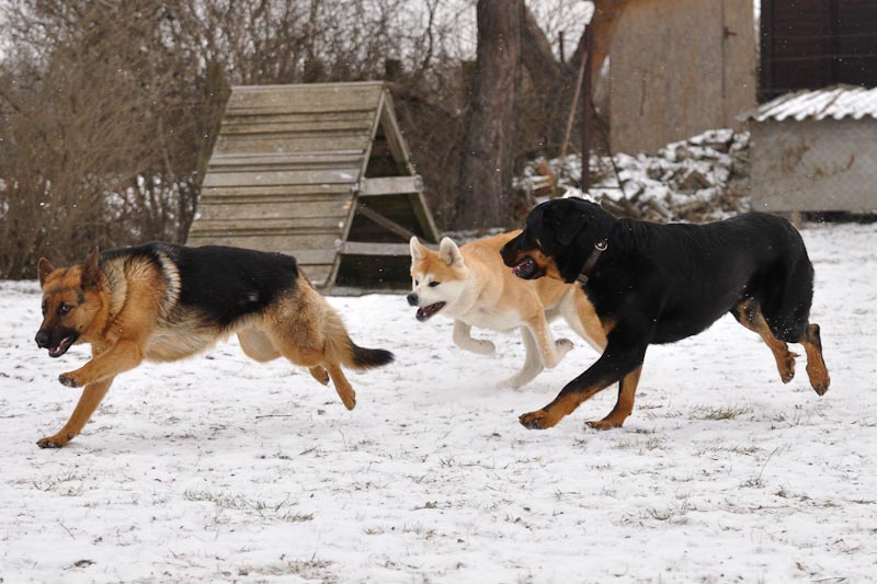 DogTrainingNk%2710%20143.jpg