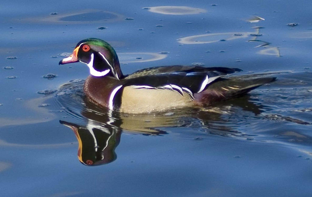[Wood Duck Santee Lakes, CA 2-1-11_16[2].jpg]