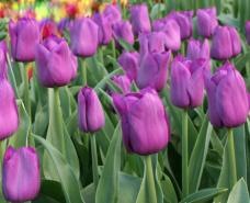 [Tulipan-Purple-Prince-10-stk_full_plant[4].jpg]
