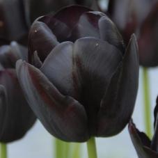 [Tulipan-Queen-of-Night-10-stk_full_plant[4].jpg]