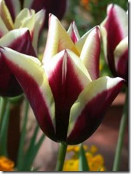 Tulipan-Gavota-10-stk_full_plant