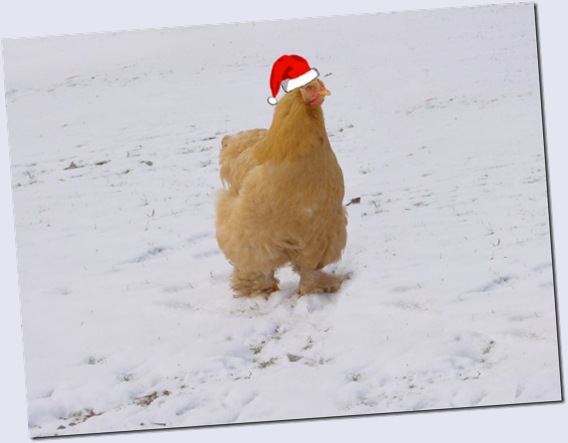 Baaawk, buck, buck!!!  (that's Merry Christmas in Chickenspeak)