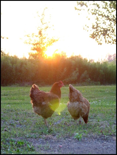 The Ladies at Sunset