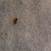 Ant