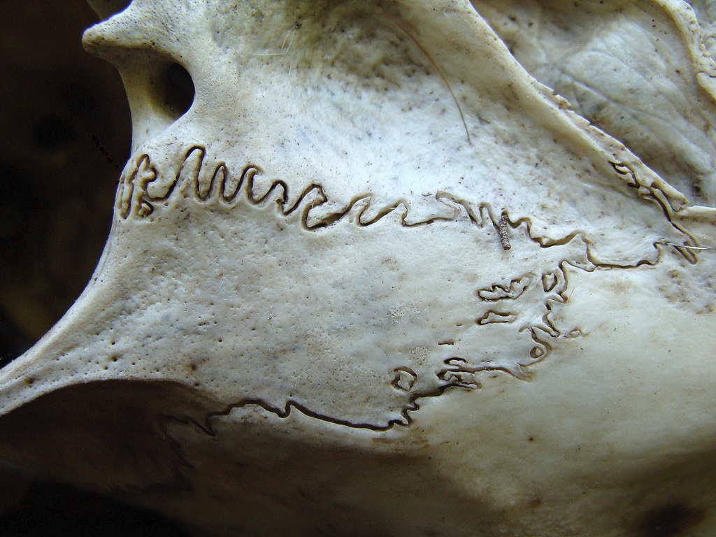 [deer skull eye socket[4].jpg]