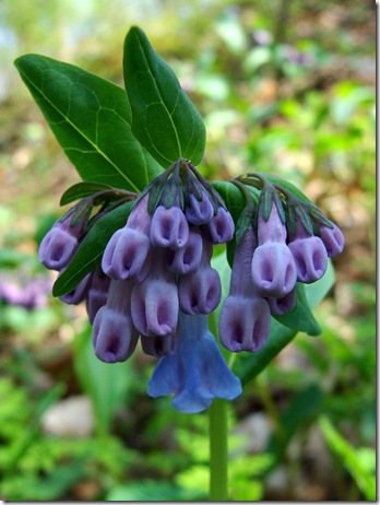 Virginia bluebell