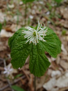 Goldenseal (2)