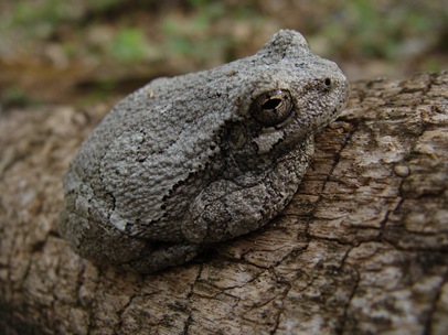 Gray tree frog