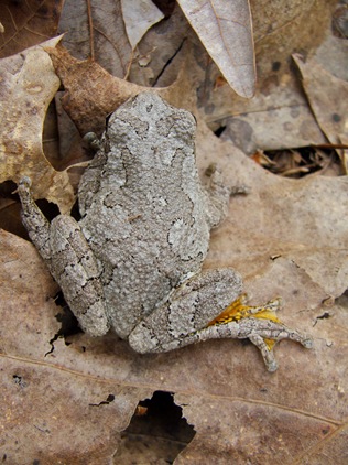 gray tree frog yellow foot