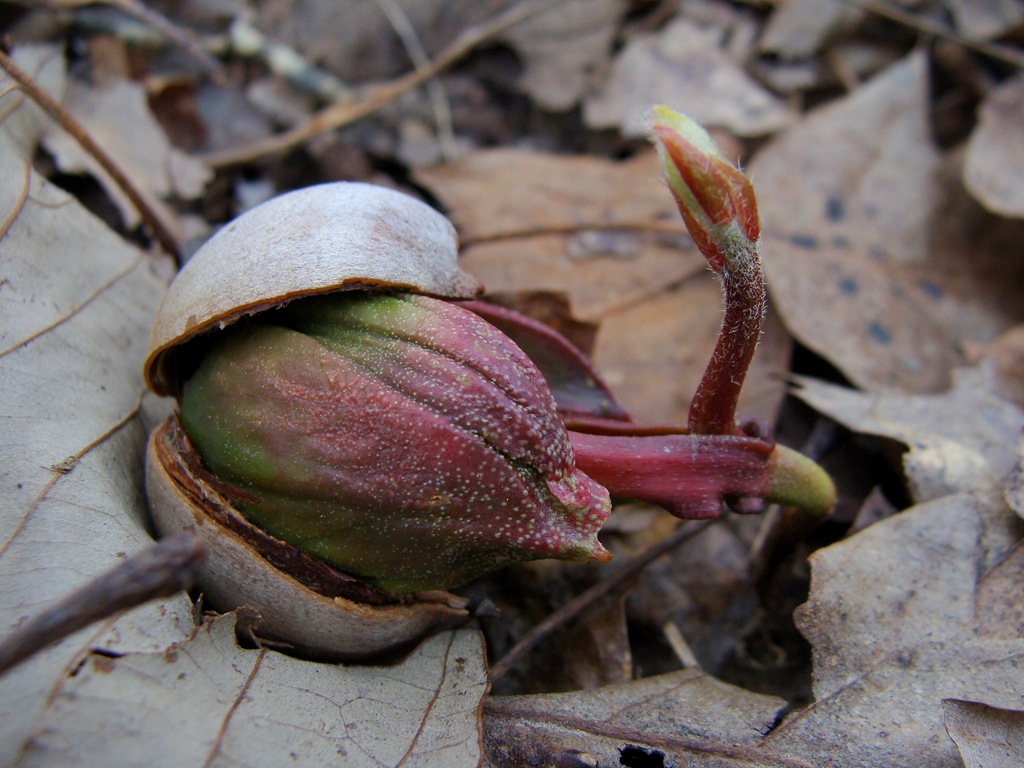 [Sprouting acorns-35[15].jpg]