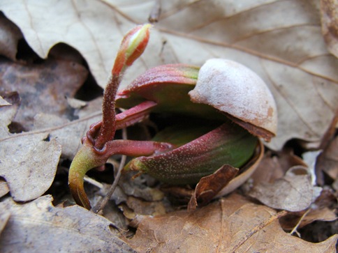 Sprouting acorns-36