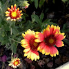 Blanket flower