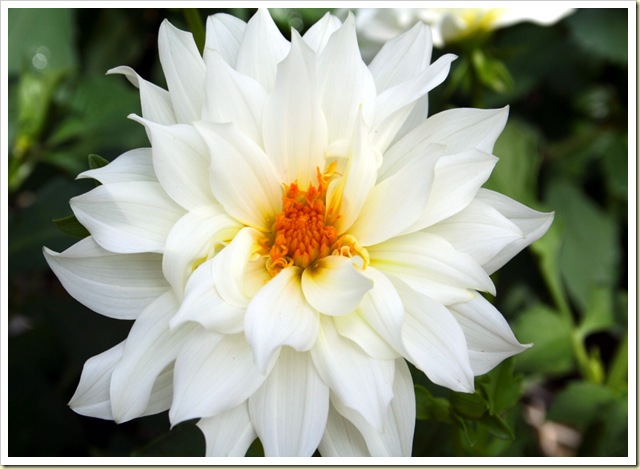Beautiful-white-flower