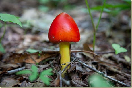 spring-mushroom-forest-floor-macro
