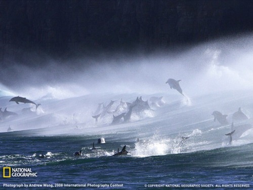 Bottlenose-Dolphins-At-Waterfall-Bluff