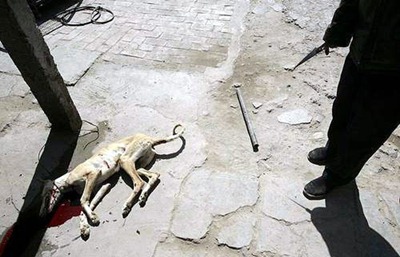Os violentos comedores de cachorros na China (vídeo)