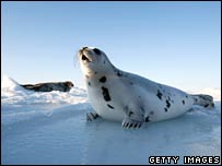 The market price for a seal pelt has plummeted in recent years