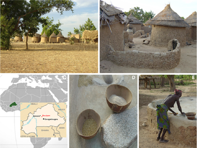 Life in a rural village of Burkina Faso. (A) Village of Boulpon. (B) Traditional Mossi dwelling. (C) Map of Burkina Faso (modified from the United States ClA’s World Factbook, 34). (D) Millet and sorghum (basic components of Mossi diet) grain and flour in typical bowls. (E) Millet and sorghum is ground into flour on a grinding stone to produce a thick porridge called Tô. De Filippo et al. 2010