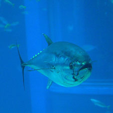 JUST TOO TASTY: Bluefin tuna populations are dropping fast because of overfishing. OpenCage