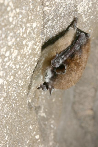 Little brown bat (Myotis lucifugus) in a New York cave, displaying characteristic fuzz of white-nose syndrome on nose and wings. Credit: Al Hicks, New York Dept. of Environmental Conservation