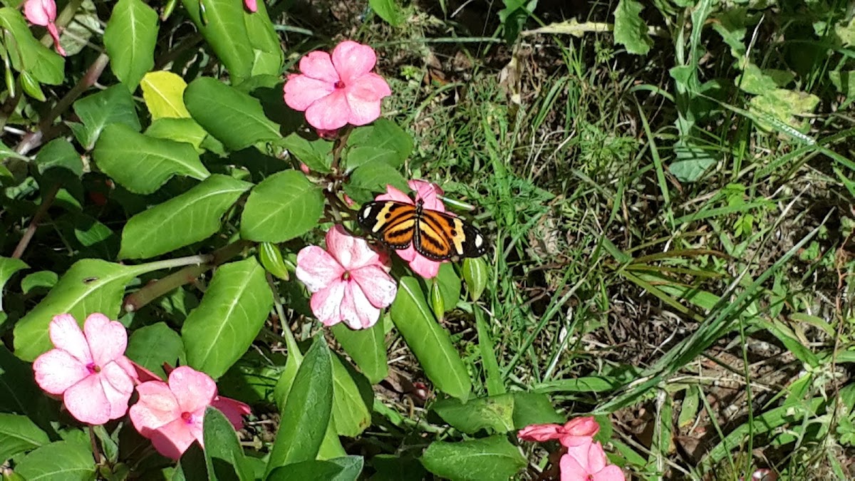 Isabella's longwing
