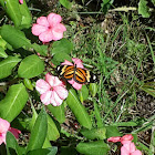 Isabella's longwing