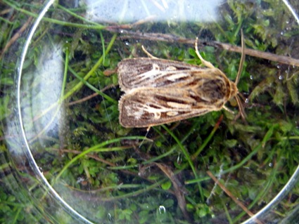 Wrekin Moth and Small Mammals 100910 015