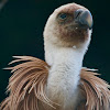 Griffon Vulture (juvenile)