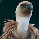 Griffon Vulture (juvenile)