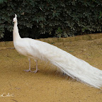 Pavo-real-albino-parque-de-maría-luisa-sevilla (9).jpg