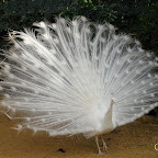 Pavo-real-albino-parque-de-maría-luisa-sevilla (6).jpg
