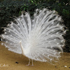 Pavo-real-albino-parque-de-maría-luisa-sevilla (1).jpg