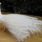 Pavo-real-albino-parque-de-maría-luisa-sevilla (17).jpg