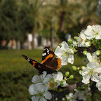 Jardines de la Buhaira 2.jpg