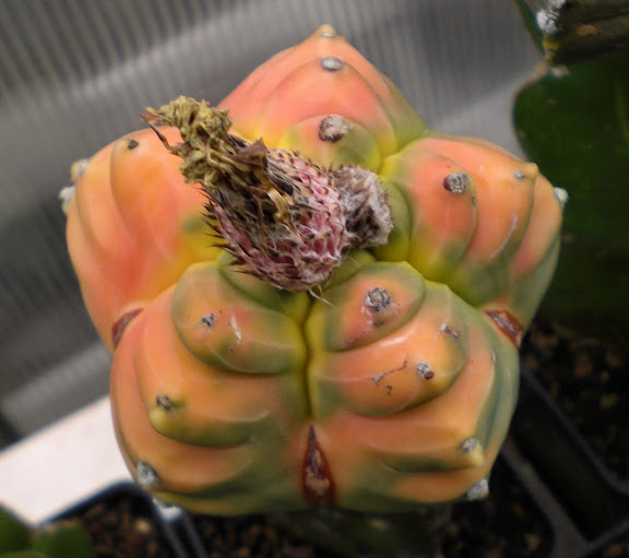 Astrophytum myriostigma cv. kikko - CactiGuide.com