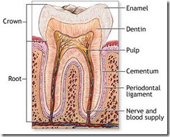It is a Pulpotomy NOT Baby Root Canal