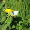 Small white butterfly (male)