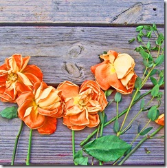 roses_on_wood copy